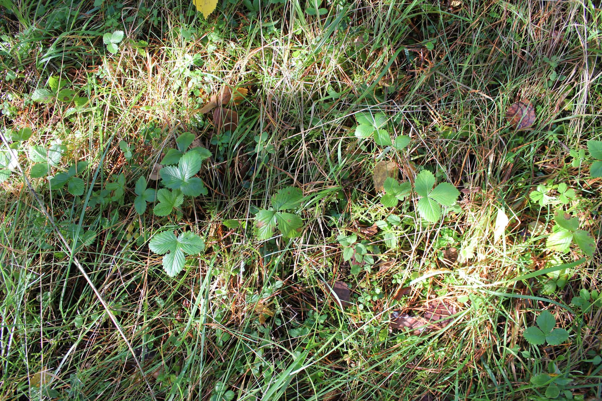 Maa, Saare maakond, Saaremaa vald, photo 4